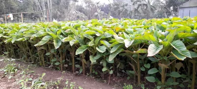 বিষমুক্ত সবজি
