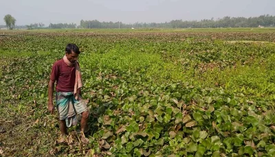 জমিতে আটকে আছে কচুরিপানা। ছবি: ইত্তেফাক