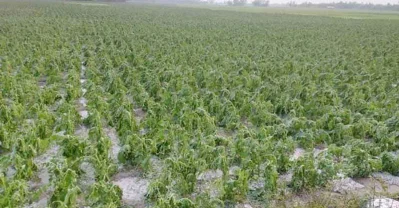 শিলাবৃষ্টিতে ক্ষতি হওয়া ফসলি জমি।