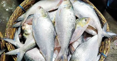 ইলিশ