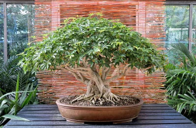 গঠনগত সৌন্দর্য বজায় রাখতে চাইলে সময়মত নিয়ম করে ছাঁটতে হবে গাছের ডগা ও ডালপালা