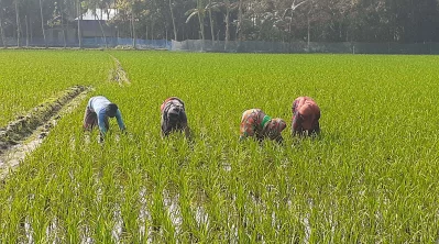 মাঠে কাজ করছেন নারীরা। ছবি: ইত্তেফাক
