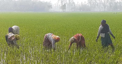 পুরুষের পাশাপাশি মাঠে কাজ করছেন নারীরা। ছবি: ইত্তেফাক