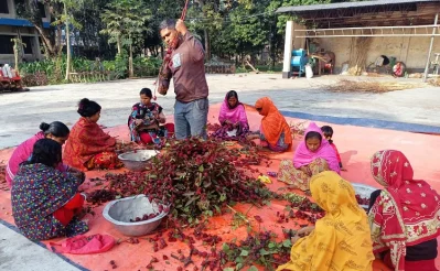 মেস্তা পাটের বীজের (ফল) উপরের আবরণ বৃতি ছড়িয়ে রোদে শুকাচ্ছেন নারী শ্রমিকরা -ইত্তেফাক