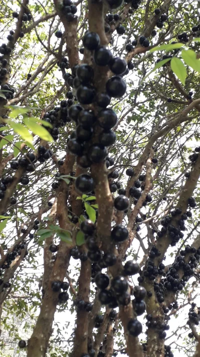 জাবুটিকাবা গাছে ফল।