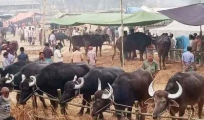বিক্রির জন্য নিয়ে আসা মহিশ।