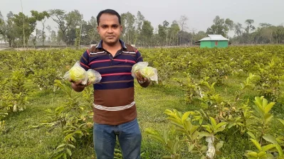 নিজ বাগানের পেয়ারা হাতে ফ্রেন্ডস এগ্রোর এক সদস্য