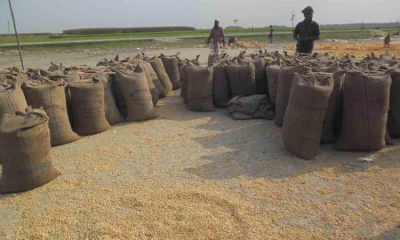 স্থানীয় কৃষকরা অর্থনৈতিকভাবে বেশি লাভের কথা চিন্তা করেই বেশি করে ভুট্টা চাষে আগ্রহী
