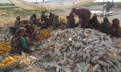 ভুট্টার আবাদ লক্ষ্যমাত্রা ছাড়িয়ে গেছে