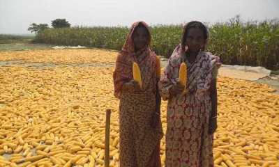 বাম্পার ফলন ও ভালো দাম পেয়ে খুশি চাষিরা