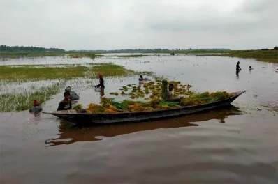 পানির নিচে থেকে ধান কেটে নৌকায় তুলছেন কৃষক।
