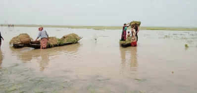 চাপতির হাওর থেকে কাঁচা ধান তুলে আনা হচ্ছে। ছবি: ইত্তেফাক