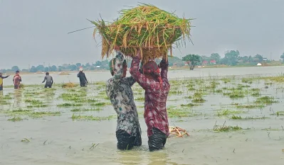 ধান কেটে বাড়ি নিচ্ছেন কৃষক। 