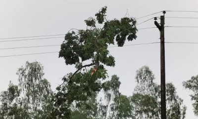 ঝড়ের তান্ডবে ভেঙ্গে গেছে হাজার হাজার গাছের ডালপালা