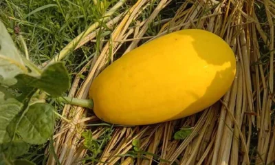 বিদেশি জাতের হলুদ তরমুজ বারোমাসই চাষ করা যায়