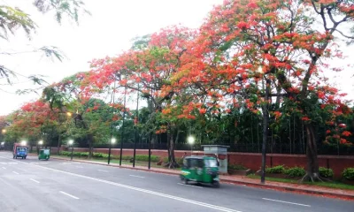 দৃষ্টিজুড়ে সবুজের মাঝে লাল কৃষ্ণচূড়া। গণভবন রোড 