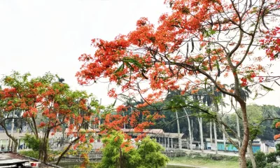 কৃষ্ণচূড়ার বৈজ্ঞানিক নাম ডেলোনিক্স রেজিয়া