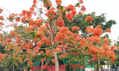 প্রখর রৌদ্রদীপ্তে এই বিপুল বর্ণবৈভব চোখে প্রায় ঘোর লাগিয়ে দেয়