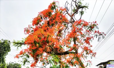 আবার ফুটেছে দ্যাখো কৃষ্ণচূড়া থরে থরে শহরের পথে