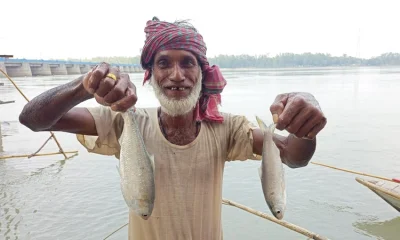 তিস্তায় ইলিশ পাওয়া জেলেদের কাছে চাঁদ হাতে পাওয়ার মতো