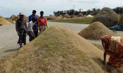 সেই আধাপাকা ধান ঘরে তুলতে পেরে খুশি কৃষকরা