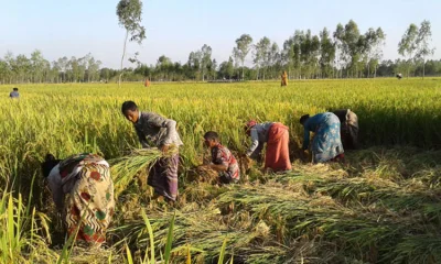 ফসল তলিয়ে যাওয়ার ভয়ে কৃষকেরা কাটতে থাকেন আধাপাকা ধান 