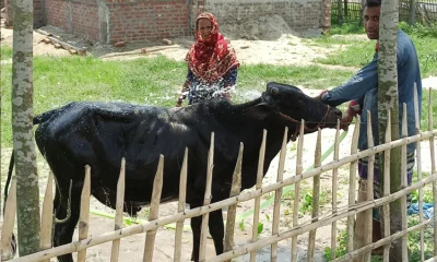 কোরবানি দিন ঈদের জামাতে যাবার আগে সকাল সকাল পশুকে গোসল করানো উচিত