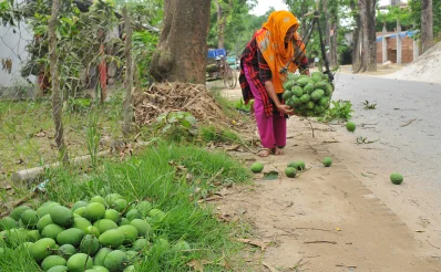 গাছ থেকে আম নামানো হচ্ছে। ছবি: আজাহার উদ্দিন