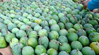 গোবিন্দভোগ আম।
