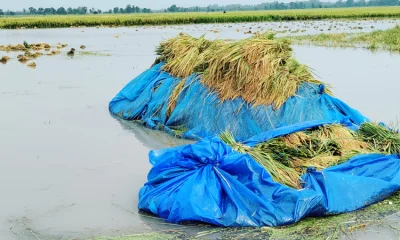 তড়িৎগতিতে বিলের পানি নেমে না গেলে কৃষক এক মন ধানও ঘরে তুলতে পারবেনা