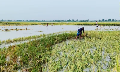 কৃষক আব্দুল জব্বারকে তার তলিয়ে যাওয়া ক্ষেতের ধান সংগ্রহ করতে দেখা গেছে