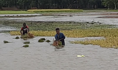 অনেক নিচু এলাকা গত দু&rsquo;দিনের বৃষ্টিতে জমির ধান পানিতে তলিয়ে  গেছে