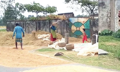 বোরো ধান ঘরে তুলতে ব্যস্ত সময় কাটাচ্ছেন কৃষকরা