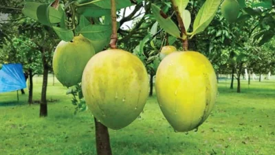 হাঁড়িভাঙা আম।