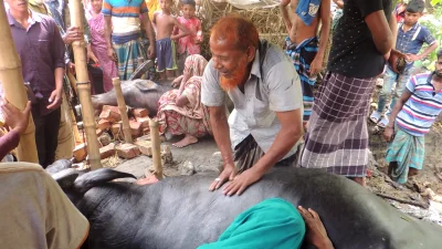 বজ্রপাতে মনোহরপুর গ্রামের আশরাফুল ইসলামের এক জোড়া মহিষের মৃত্যু হয়।