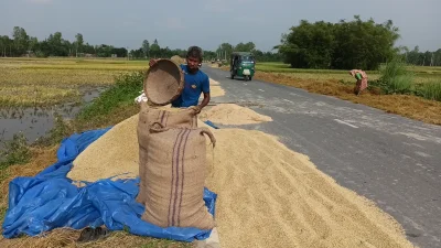 পাকা সড়কগুলো যেন ধানের চাতালে পরিণত হয়েছে