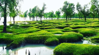 বাহারি রঙের বৃক্ষ আর সবুজের সমারোহ যেখানে 