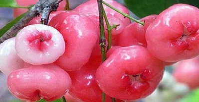 জামরুলে রসের আধিক্য ও তৃষ্ণা নিবারক গুণ আছে