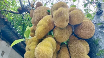কাঁঠাল। ছবি: ইত্তেফাক