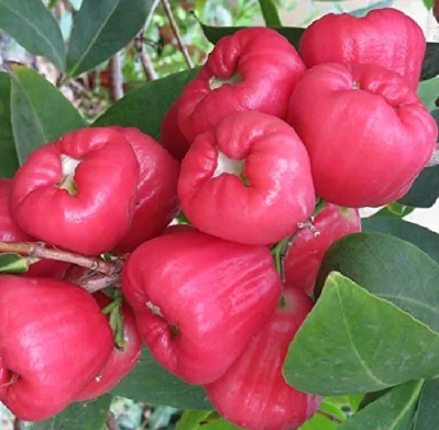 জামরুলে থাকা ভিটামিন সি ও ফ্লাবিনয়েড যা ক্যানসার ও হৃদরোগের ক্ষেত্রে কোষের ধ্বংস করতে সহায়তা করে