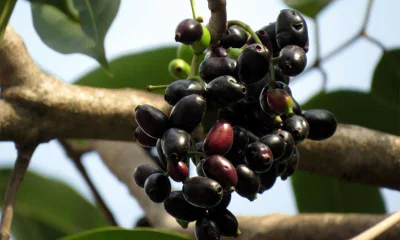 উচ্চ রক্তচাপ নিয়ন্ত্রণে জাম উপকারী 