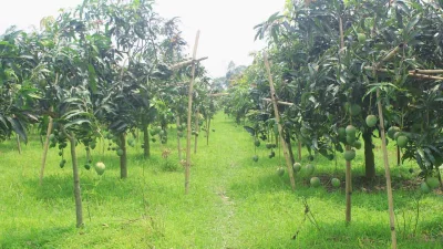 চোখজুড়ে আমের সমাহার