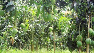 বাগানে থোকায় থোকায় ধরে আছে আম