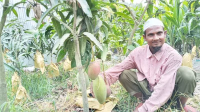 বাগানে বিভিন্ন জাতের আমের চাষও করেন তিনি