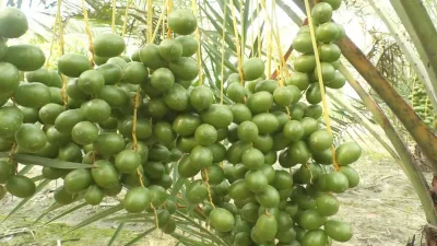 বাগান মালিকের মাসে আয় প্রায় ১০ থেকে ১২ লাখ টাকা