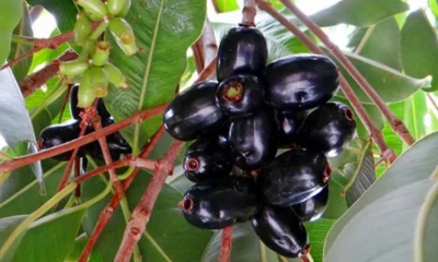 মুখের ক্যানসার প্রতিরোধে গুরত্বপূর্ণ ভূমিকা পালন করে জাম