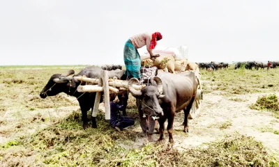 বাদাম তোলা, শুকানো ও বিক্রির কাজে ব্যস্ত রয়েছেন কৃষকরা
