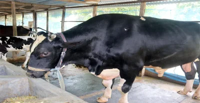  ৩০ মণ ওজনের ষাঁড় &lsquo;কালা পাহাড়&rsquo; । 