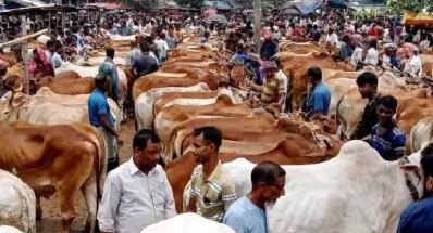 অসাধু ব্যবসায়ীরা অনেক সময় আলকাতরা, কালো রং, কাদামাটি দিয়ে গরুর খুরারোগ লুকানোর চেষ্টা করে