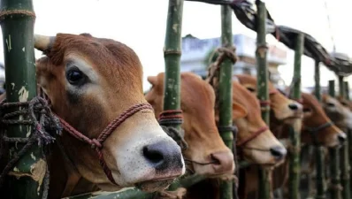 গরুর গায়ে ব্যথা হলে খেয়াল করলেই বুঝবেন গরু কম নড়াচড়া করছে